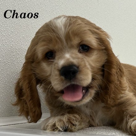 puppy, for, sale, Cocker Spaniel, Joe & Cherri  Overlease, dog, breeder, Miller, MO, dog-breeder, puppy-for-sale, forsale, nearby, find, puppyfind, locator, puppylocator, aca